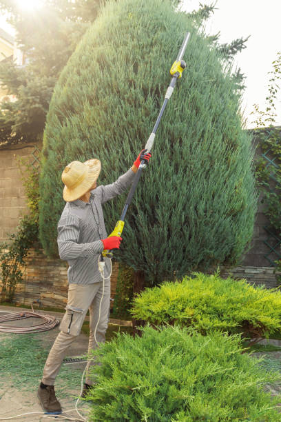 Professional Tree Service in Fort Lee, NJ